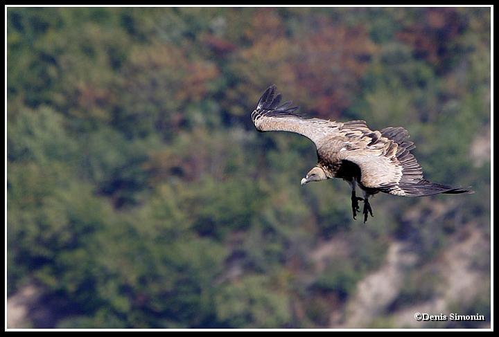 Vautour fauve atterrissant